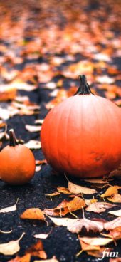 落葉とかぼちゃ