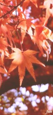 秋の葉