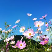 秋の青空とコスモス