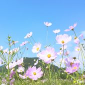 秋の青空とコスモス