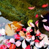 水に落ちたピンクの葉