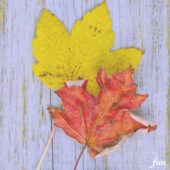 黄色とオレンジの落葉