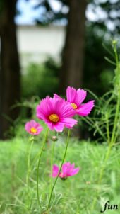 ピンクのコスモス