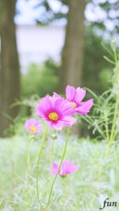 ピンクのコスモス