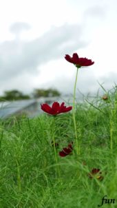 ワインカラーのコスモス