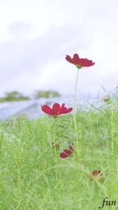 ワインカラーのコスモス