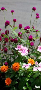 ピンクとオレンジの花