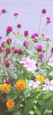 ピンクとオレンジの花