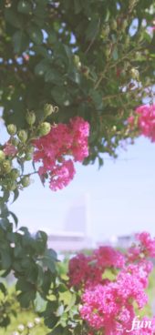 サルスベリ（百日紅）とビル街