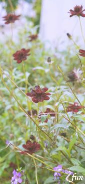 ワインカラーの花