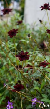 ワインカラーの花