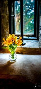 窓辺に飾った黄色の花