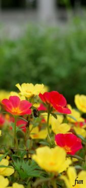 オレンジと黄色の花