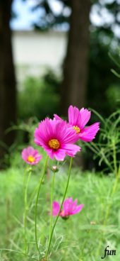 ピンクのコスモス