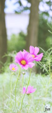 ピンクのコスモス