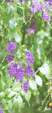 紫色のデュランタ