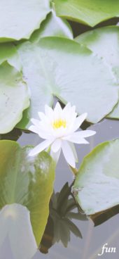 白い睡蓮