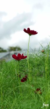 ワインカラーのコスモス