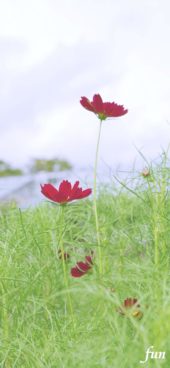 ワインカラーのコスモス