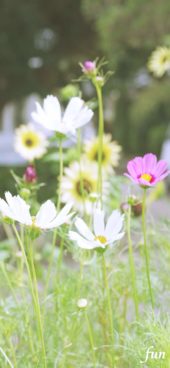 秋のはじめの花壇