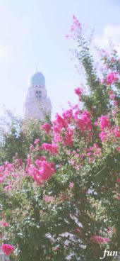 横浜の風景とサルスベリ
