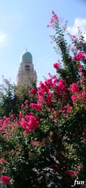 横浜の風景とサルスベリ