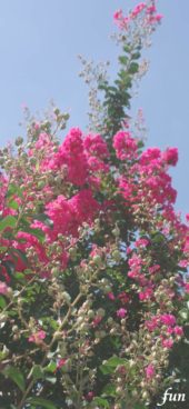 ピンクのサルスベリ