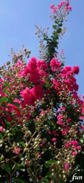 ピンクのサルスベリ