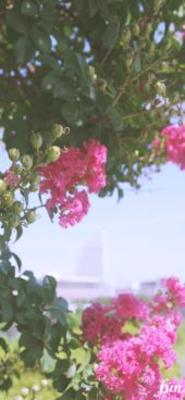 横浜みなとみらいの風景とサルスベリ