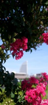 横浜みなとみらいの風景とサルスベリ