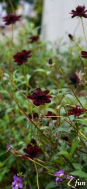 ワインカラーの花