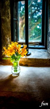 窓辺の黄色の花