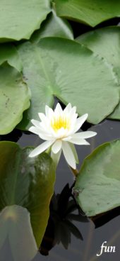 白い睡蓮