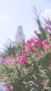 サルスベリ（百日紅）の花と古い建物