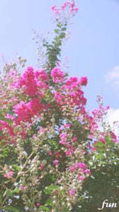 サルスベリ（百日紅）