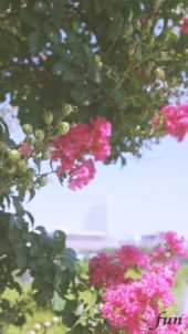 サルスベリの花とビル街