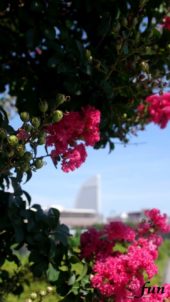 サルスベリの花とビル街