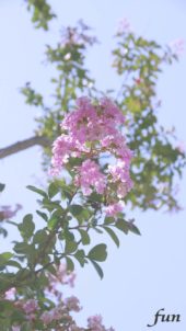 サルスベリ（百日紅）