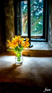 窓際の黄色の花