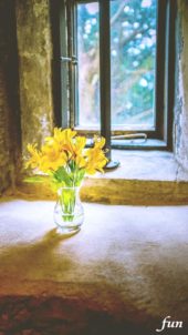 窓際の黄色の花