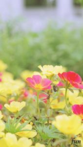 オレンジと黄色の花