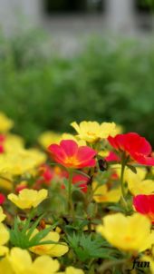 オレンジと黄色の花