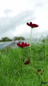 ワインカラーのコスモス