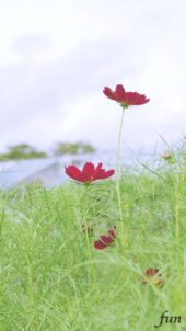 ワインカラーのコスモス