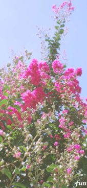 ピンクのサルスベリ