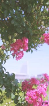 街の風景とサルスベリ