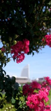 街の風景とサルスベリ