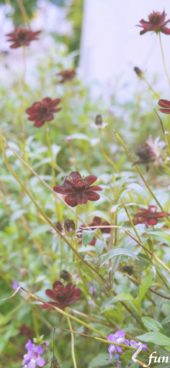 ワインカラーの花