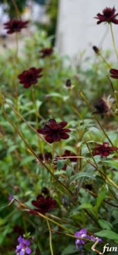 ワインカラーの花