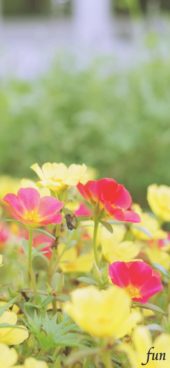 オレンジと黄色の花